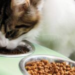 Cómo mejorar la aceptación de tu petfood con análisis sensorial profesional